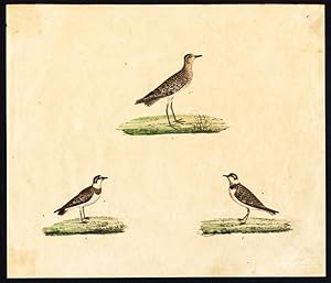 Rare Antique Bird Print-GOLDEN PLOVER-LITTLE RINGED PLOVER-Strack-1819