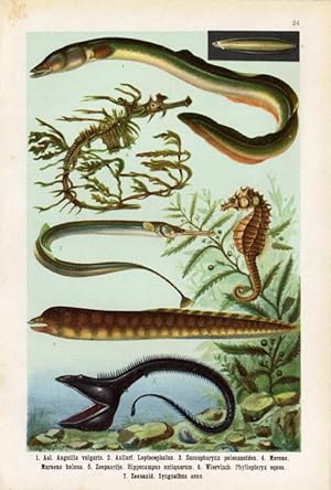 Antique Fish Print-EEL-MORAY-SEAHORSE-SEAWEED PIPEFISH-Lithograph-1906