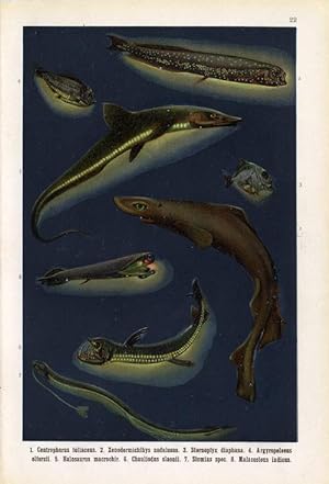 Antique Fish Print-STOPLIGHT LOOSEJAW-JAW-STOMIAS-CENTROPHORUS-Lithograph-1906