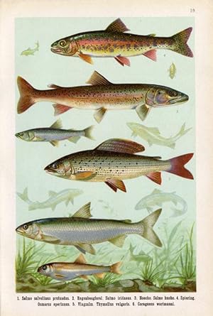 Antique Fish Print-SALMON-TROUT-HOECHO-Lithograph-1906