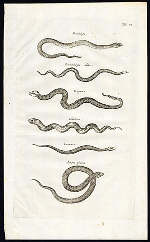 Antique Print-JARARACA-PIT VIPER-SNAKE-SOUTH AMERICA-Jonston-Merian-1657