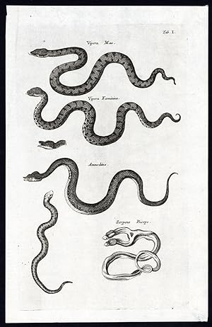 Antique Print-SNAKE-ADDER-VIPER-HORNED VIPER-REPTILE-Jonston-Merian-1657
