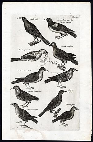 Antique Print-THRUSH-ROSY STARLING-NUTCRACKER-GREY-COMMON-Jonston-Merian-1657