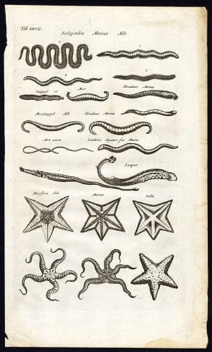 Antique Print-ECHINODERM-LAMPREY-WORM-CENTIPEDE-STARFISH-Jonston-Merian-1657