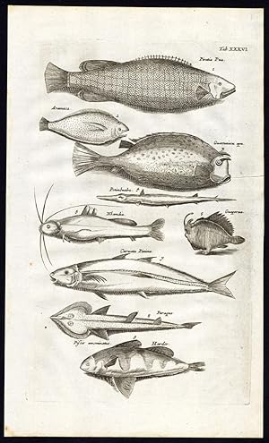 Antique Print-PIRATIA PUA-ARAMACA-PURAQUE-GUAPERUA-FISH-Jonston-Merian-1657