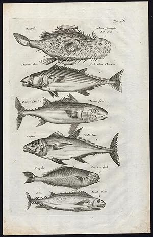 Antique Print-PILOT FISH-TUNA-Jonston-Merian-1657