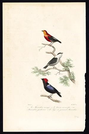 Antique Bird Print-CRIMSON HOODED MANAKIN-HELMETED MANAKIN-Buffon-Thorel-1837