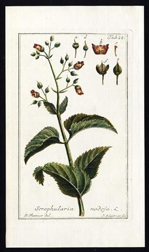 Seller image for Antique Botanical Print-SCROPHULARIA NODOSA-WOODLAND FIGWORT-COMMON-Zorn-1796 for sale by ThePrintsCollector