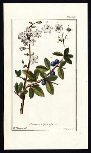 Antique Botanical Print-PRUNUS SPINOSA-BLACKTHORN-SLOE-Zorn-1796