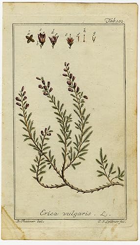 Antique Botanical Print-CALLUNA VULGARIS-ERICA-COMMON HEATHER-Zorn-1796