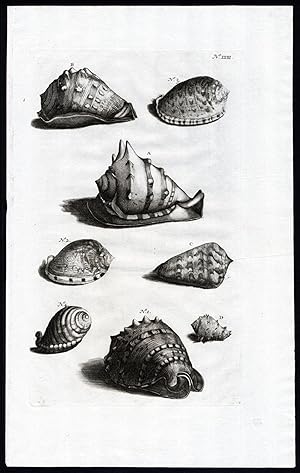 Antique Print-KING HELMET-VALVE SHELL-MOLLUSK-Rumphius-Maria Sybilla Merian-1741