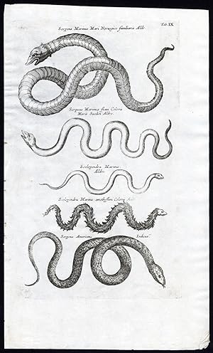 Antique Print-SEA SNAKE-SCOLOPENDRA MARINA-SERPENS MARINUS-Jonston-Merian-1657