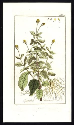 Antique Flora Print-ACMELLA OLERACEA-TOOTHACHE PLANT-PARACRESS-Zorn-1796