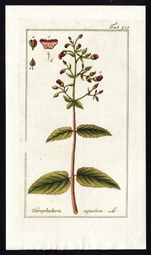 Seller image for Antique Flora Print-SCROPHULARIA AURICULATA-AQUATICA-WATER FIGWORT-Zorn-1796 for sale by ThePrintsCollector