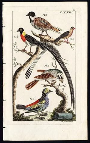 Antique Print-PARADISE WHYDAH-QUEEN-TANAGER-BUNTING-PLATE XXXIV-Wilhelm-1810