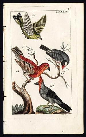 Seller image for Antique Print-PINE GROSBEAK-JAVA SPARROW-GREENFINCH-PLATE XXXII-Wilhelm-1810 for sale by ThePrintsCollector