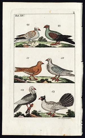 Antique Print-BIRD-DOVE-PIGEON-PLATE XV-Wilhelm-1810