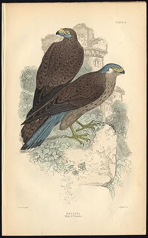 Antique Print-BIRD OF PREY-KESTREL-FEMALE-PLATE 8-Bechstein-Lizars-1864