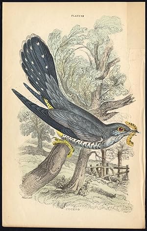 Antique Print-BIRD-CUCKOO-PLATE 13-Bechstein-Lizars-1864