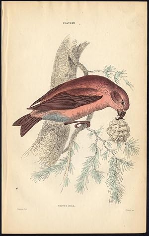 Antique Print-BIRD-CROSSBILL-PLATE 20-Bechstein-Lizars-1864