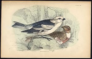 Antique Print-BIRD-SNOW BUNTING-PLATE 22-Bechstein-Lizars-1864