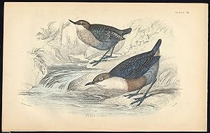 Antique Print-BIRD-WATER OUZEL-PLATE 28-Bechstein-Lizars-1864