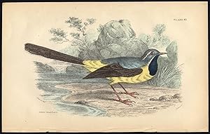 Antique Print-BIRD-GREY WAGTAIL-PLATE 33-Bechstein-Lizars-1864