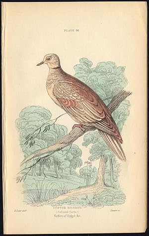 Antique Print-BIRD-COLLARED TURTLE DOVE-PIGEON-PLATE 36-Bechstein-Lizars-1864