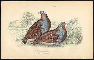Antique Print-COMMON PARTRIDGE-PERDIX CINEREA-PLATE 37-Bechstein-Lizars-1864