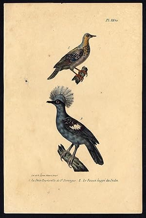 Antique Print-WESTERN CROWNED PIGEON-TURTLE DOVE-PLATE 28 B-Buffon-Lejeune-1828