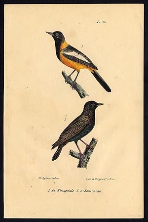 Antique Print-NORTHERN ORIOLE-STARLING-PLATE 36-Buffon-Lejeune-1828