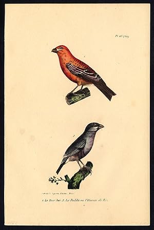 Seller image for Antique Print-PINE GROSBEAK-JAVA SPARROW-PLATE 43 BIS-Buffon-Lejeune-1828 for sale by ThePrintsCollector