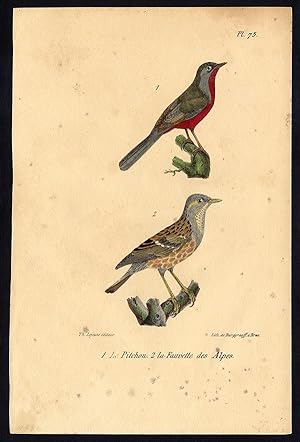 Antique Print-ALPINE WARBLER-DARTFORD-PLATE 75-Buffon-Lejeune-1828