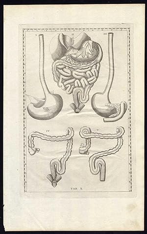 2 Antique Prints-ANATOMY-ORGANS-STOMACH-INTESTINES-LIVER-Albinus-Eustachius-1761