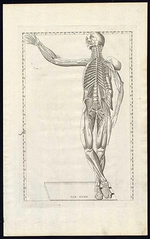 3 Antique Prints-HUMAN ANATOMY-MUSCLES-NERVES-FRONT-P 19-Albinus-Eustachius-1761