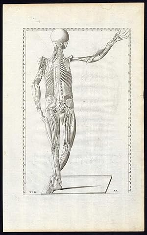 3 Antique Prints-HUMAN ANATOMY-MUSCLE-NERVE-POSTERIOR-20-Albinus-Eustachius-1761