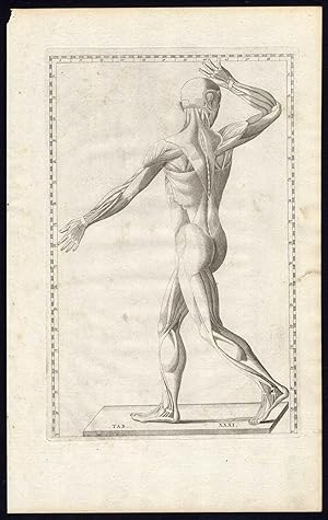 2 Antique Prints-ANATOMY-MUSCLES-POSTERIOR-MALE-PL 31-Albinus-Eustachius-1761