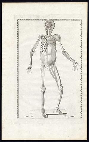 2 Antique Prints-ANATOMY-TENDONS-MUSCLES-ANTERIOR-PL 35-Albinus-Eustachius-1761