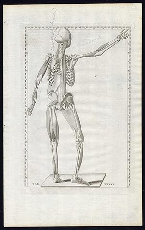 2 Antique Prints-ANATOMY-TENDONS-MUSCLES-POSTERIOR-PL 36-Albinus-Eustachius-1761