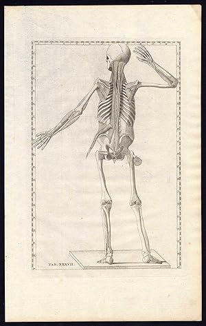 2 Antique Prints-ANATOMY-INTERNAL MUSCLES-POSTERIOR-P 37-Albinus-Eustachius-1761