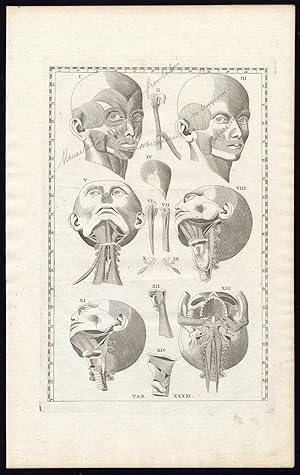 2 Antique Prints-ANATOMY-HEAD-MUSCLES-CRANIUM-SKULL-P.41-Albinus-Eustachius-1761