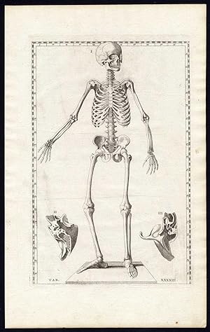 6 Antique Prints-ANATOMY-HUMAN SKELETON-BONES-PL 43/45-Albinus-Eustachius-1761