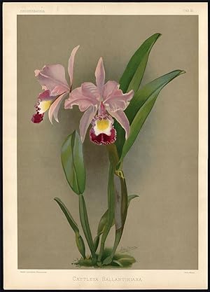 Antique Botany Print-REICHENBACHIA-ORCHID-CATTLEYA BALLANTINIANA-Sander-1888