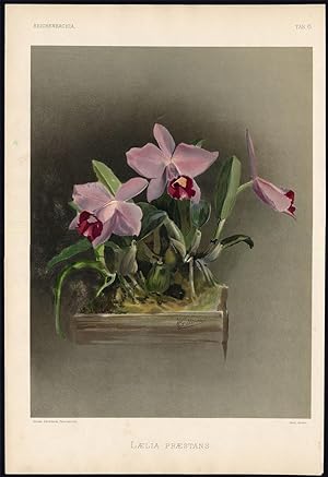 Antique Botanical Print-REICHENBACHIA-ORCHID-LAELIA PRAESTANS-F. Sander-1888