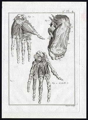 Antique Print-HUMAN ANATOMY-HAND-FOOT-MUSCLE-BONES-PLATE 4A-Diderot-Benard-1779