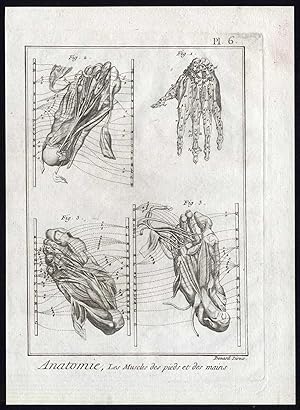 Antique Print-HUMAN ANATOMY-HAND-FOOT-MUSCLE-PLATE 6-Diderot-Benard-1779