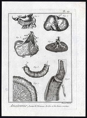 Antique Print-HUMAN ANATOMY-ORGAN-STOMACH-INTESTINES-PL 19-Diderot-Benard-1779