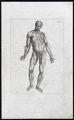 Antique Print-PL. 4-HUMAN FIGURE-ANATOMY-LOWER MUSCLES-Vesalius-Tortebat-1810