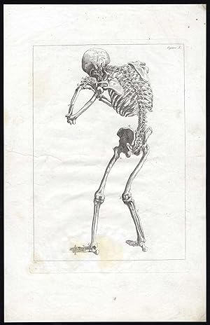 Antique Print-PL. 10-HUMAN ANATOMY-REAR SKELETON-Vesalius-Francois Tortebat-1810
