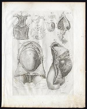 Antique Print-ANATOMY-FEMALE REPRODUCTION ORGANS-PREGNANCY-Richter-Schroter-1834